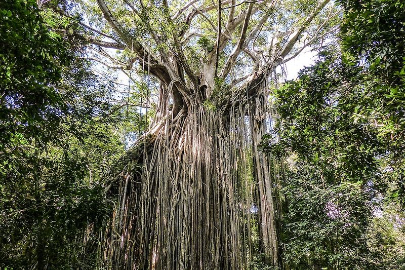 Curtain fig tree - Queensland - Australie