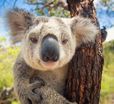 Autotour Australie