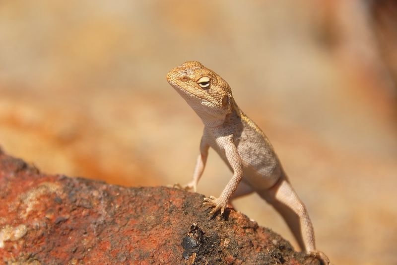 Reptile à Katherine Gorge - Nitmiluk - Australie