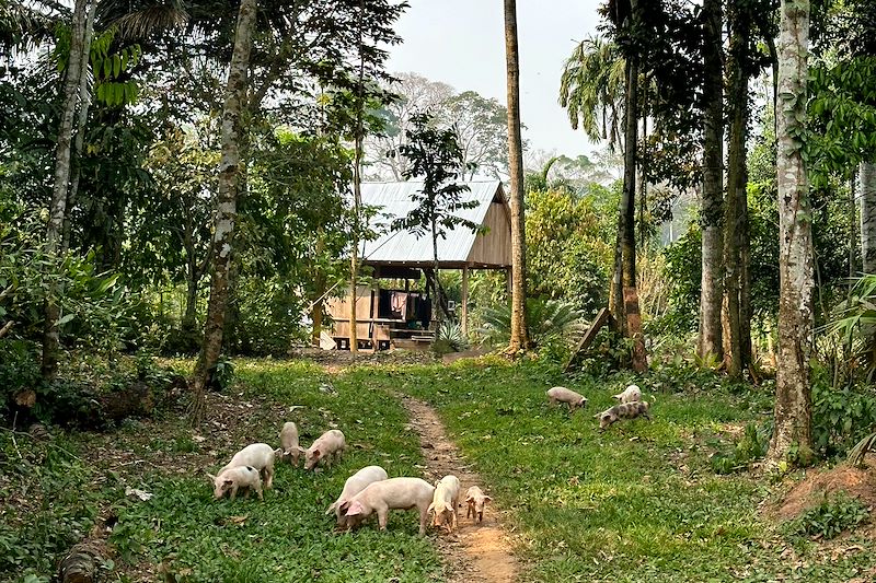 Expédition immersive en territoire inexploré et découvertes à travers les yeux de nos hôtes indigènes... Le trip de la jungle !