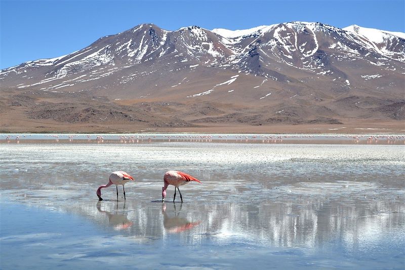 Laguna Hedionda - Sud Lipez - Bolivie