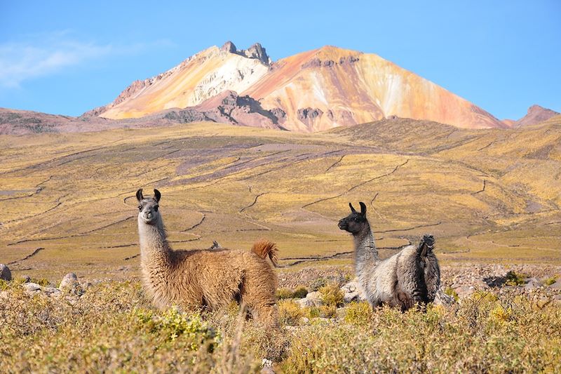 Lamas dans le salar d'Uyuni - Potosi - Province d'Antonio Quijarro - Bolivie 