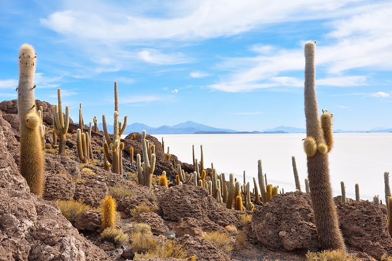 Couleurs et contrastes, des grands espaces du fabuleux Sud Lipez aux rives vivifiantes du Titicaca, via les cités Sucre et Potosi.