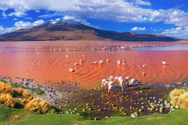 Couleurs et contrastes, des grands espaces du fabuleux Sud Lipez aux rives vivifiantes du Titicaca, via les cités Sucre et Potosi.