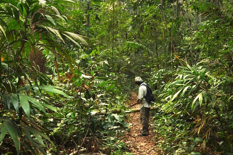 Réserve nationale de Tambopata - Puerto Maldonado - Pérou