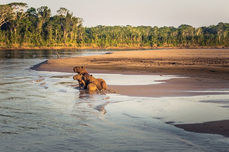 Capybaras dans le parc national de Manú - Pérou