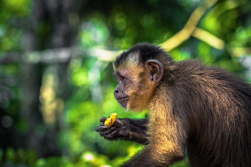 Capucin dans le parc national de Manú - Pérou