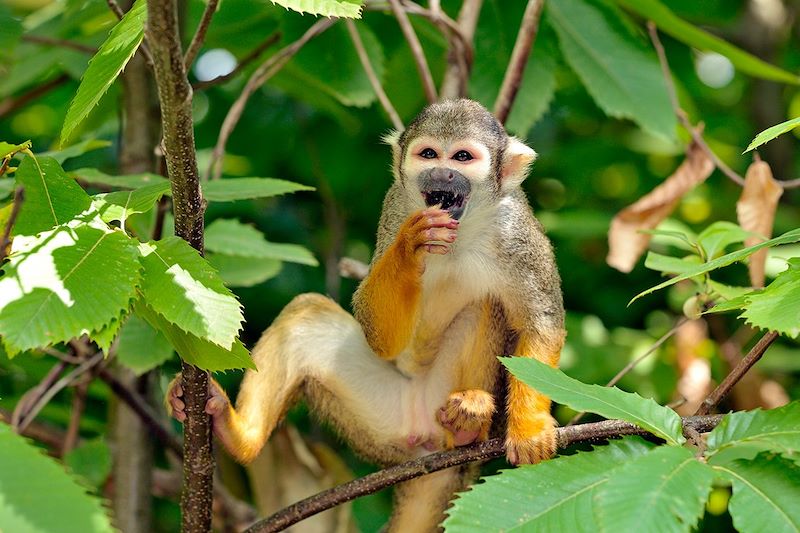 Singe-écureuil dans la forêt amazonienne - Pérou