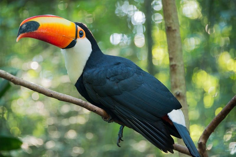 Toucan toco au parc national d'Iguaçu - État du Paraná - Brésil 