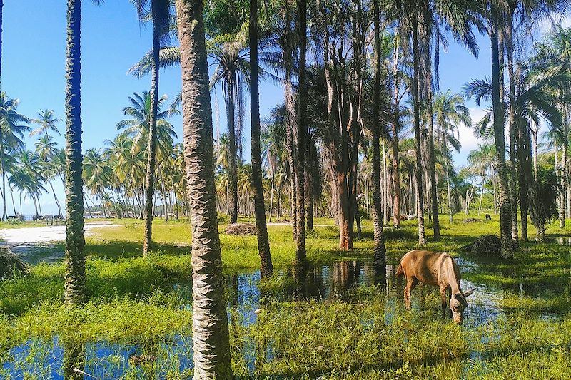 Île de Boipeba dans l'archipel de Tinharé - État de Bahia - Brésil