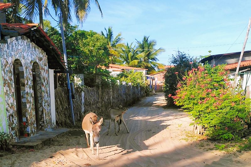 De Salvador à Jericoacoara, via São Luis et les paysages grandioses du Nordeste afro-brésilien... que beleza !