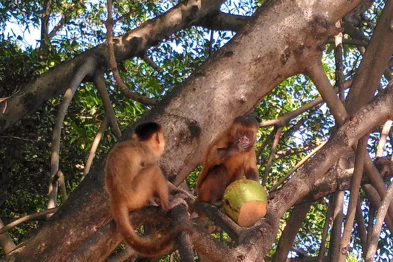 De Salvador à Jericoacoara, via São Luis et les paysages grandioses du Nordeste afro-brésilien... que beleza !