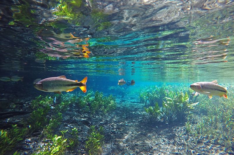 Aquarium naturel - Bonito - Mato Grosso do Sul - Brésil