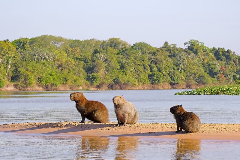 Capybaras dans de Pantanal - Brésil