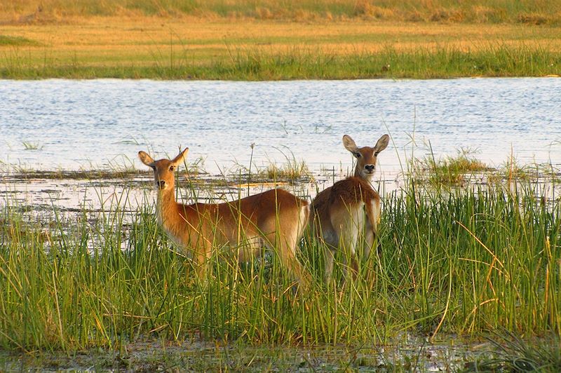 Antilopes - Khwai Concession - Botswana