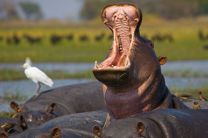 Hippopotames - Zambie
