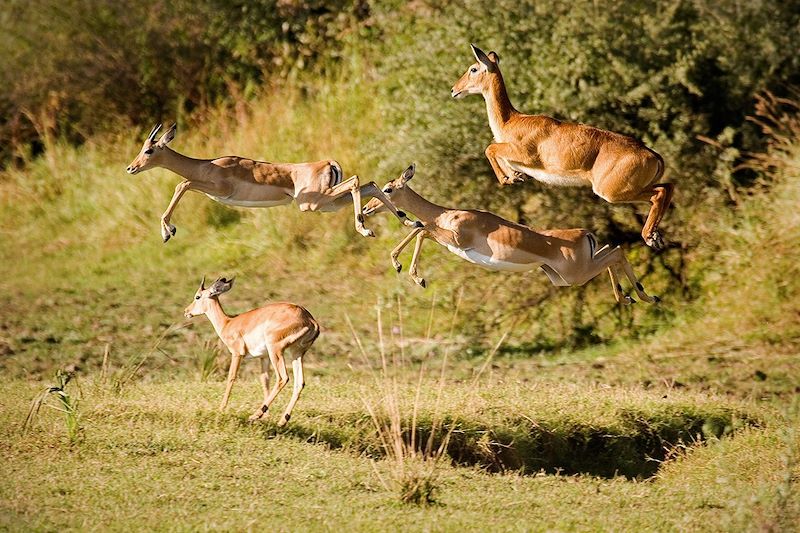Impalas dans le parc national de Luangwa Sud - Zambie
