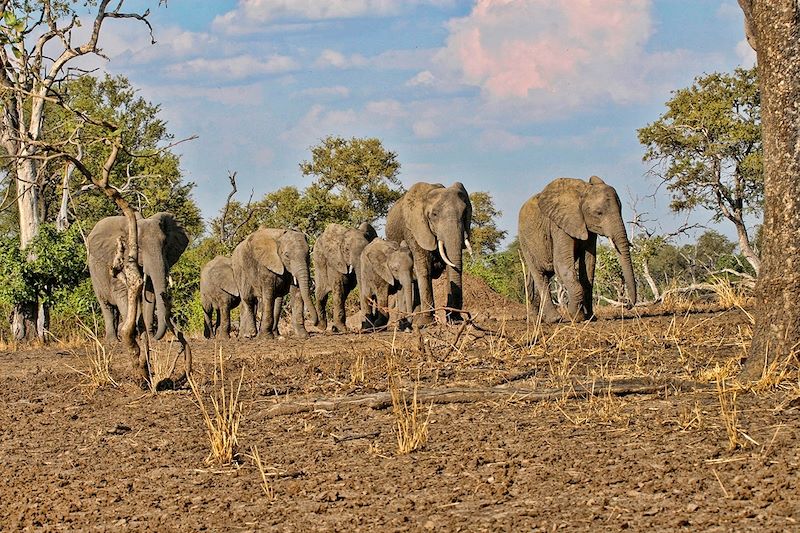 Troupeau d'élephants - South Luangwa National Park - Zambie