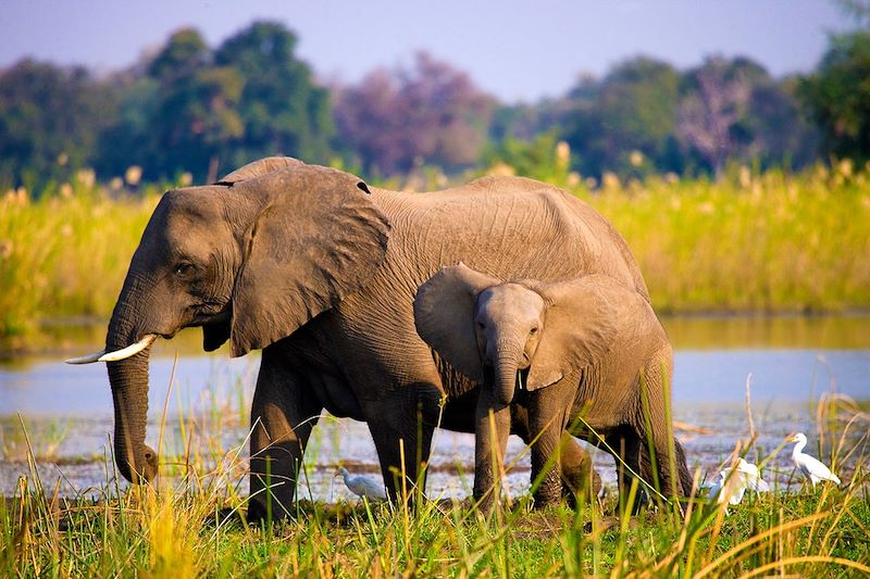 Éléphants dans le parc national du Lower Zambezi - Zambie