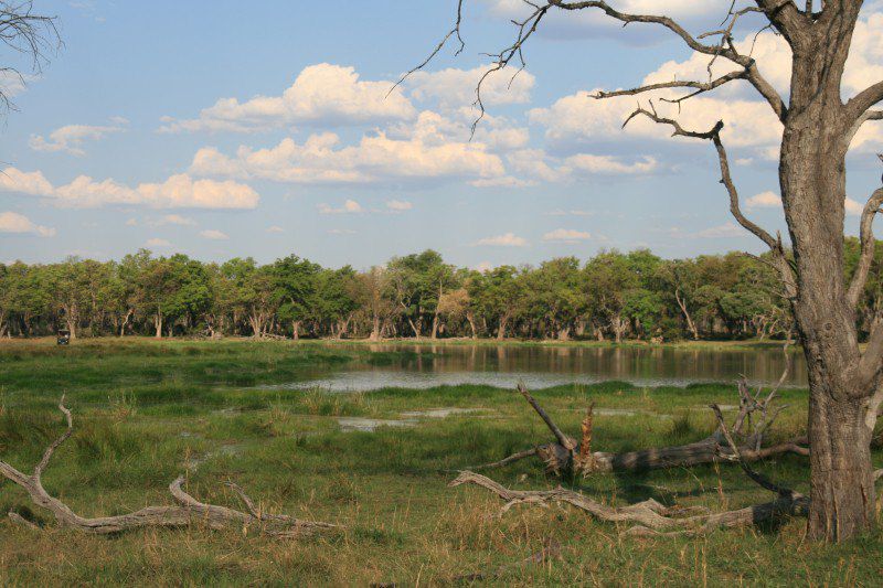 Réserve de Moremi - Botswana