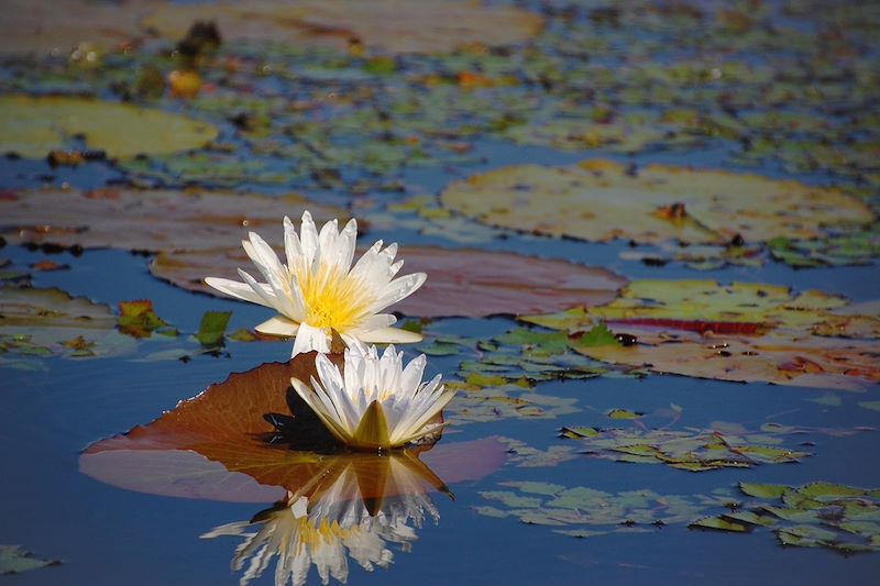 Nénuphar blanc - Moremi - Botswana