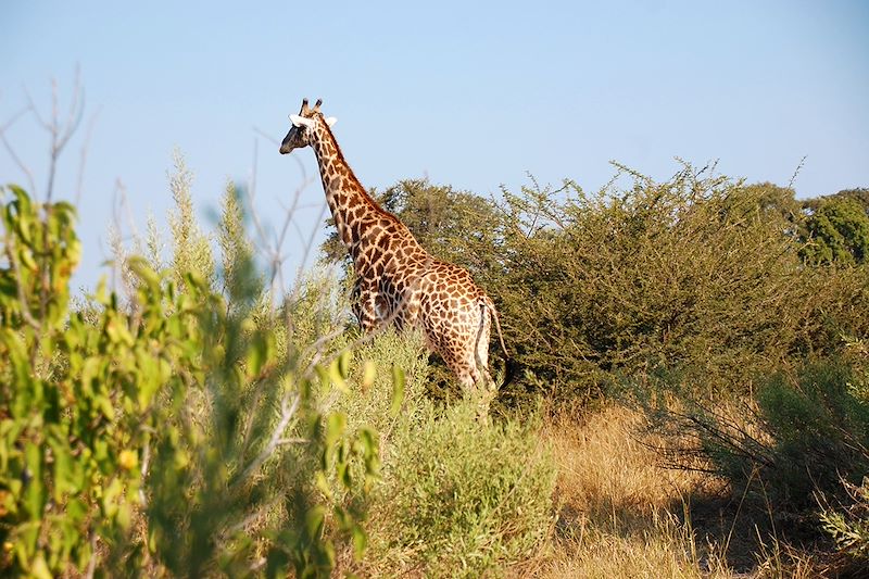 Girafe - Moremi Game Reserve - Botswana