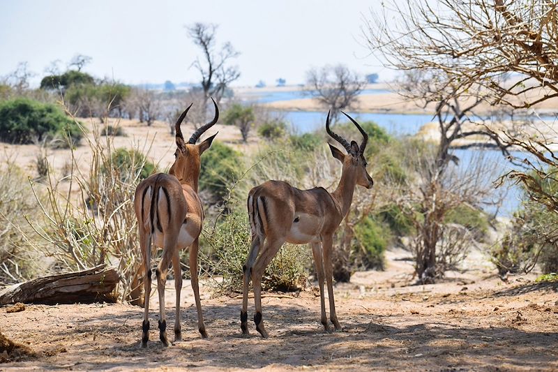 Parc national de Chobe - Botswana