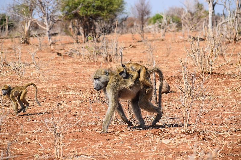 Parc national de Chobe - Botswana