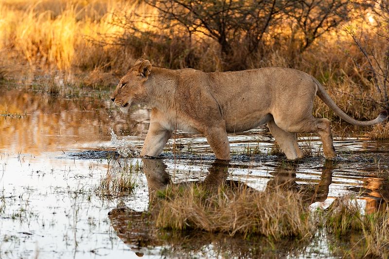 Lionne - Chief Island - Moremi Game Reserve - Botswana