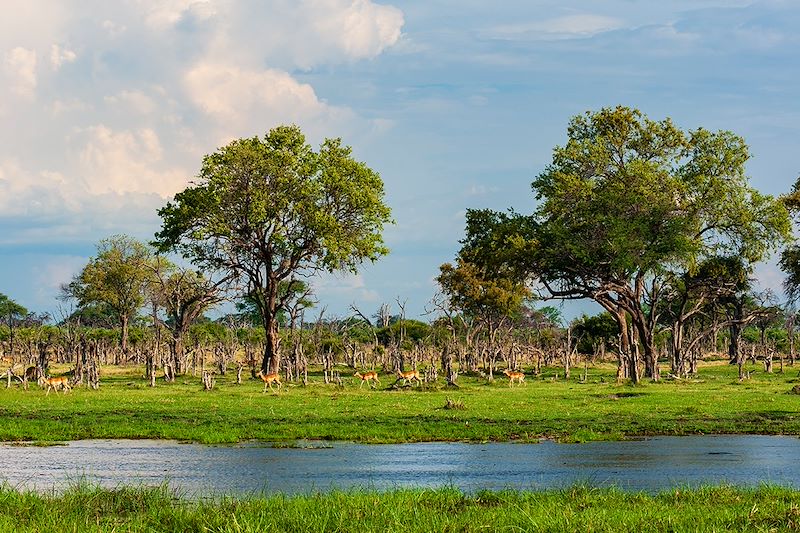 Troupeau d'impalas - Khwai Concession Area - Moremi Game Reserve - Botswana