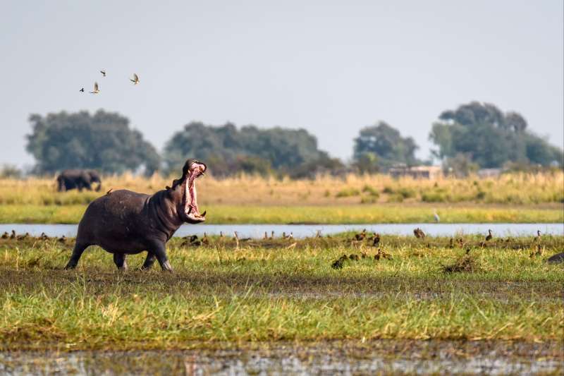 Aventure au fil de l'Okavango