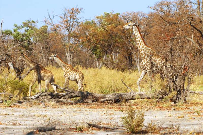 Aventure au fil de l'Okavango