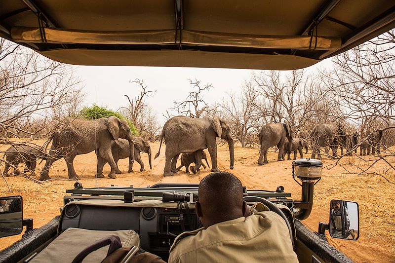 Voyage safari en camp amélioré avec sanitaires intégrés aux tentes: Chobe, Savuti, Moremi, Khwai et Delta de l'Okavango