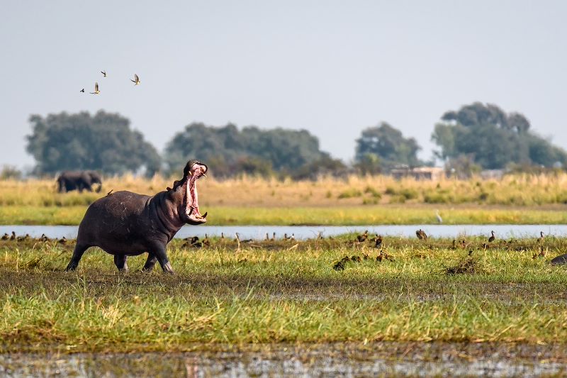 Voyage safari en camp amélioré avec sanitaires intégrés aux tentes: Chobe, Savuti, Moremi, Khwai et Delta de l'Okavango