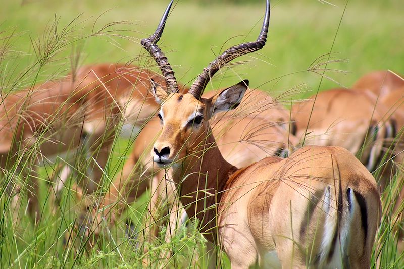 Voyage safari en camp amélioré avec sanitaires intégrés aux tentes: Chobe, Savuti, Moremi, Khwai et Delta de l'Okavango