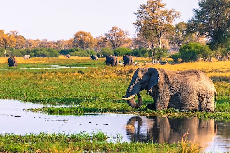 Voyage safari en camp amélioré avec sanitaires intégrés aux tentes: Chobe, Savuti, Moremi, Khwai et Delta de l'Okavango