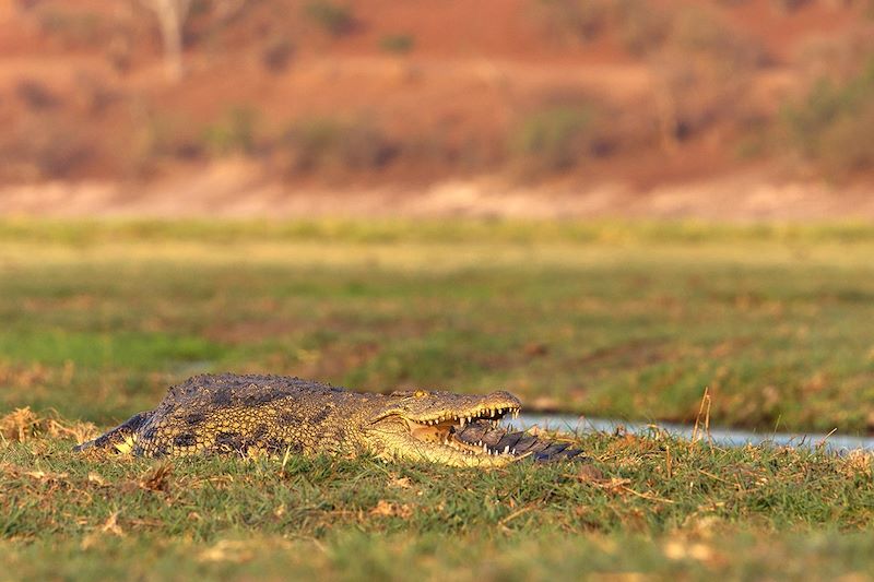 Crocodile - Botswana