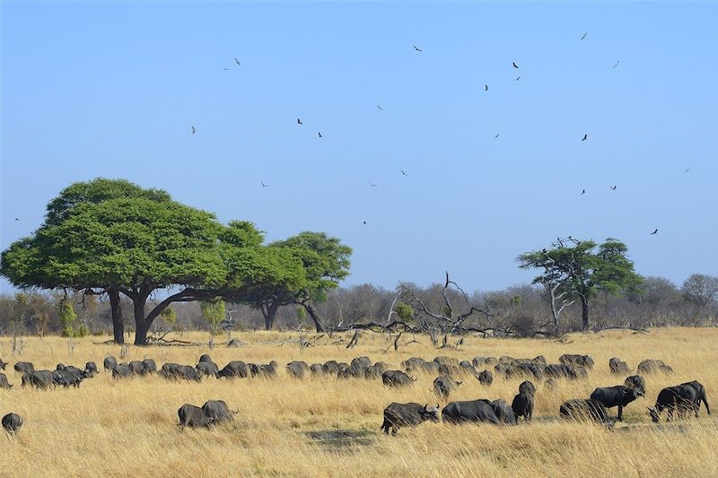 Safari dans le parc national Hwange - Province de Matabeleland septentrional - Zimbabwe