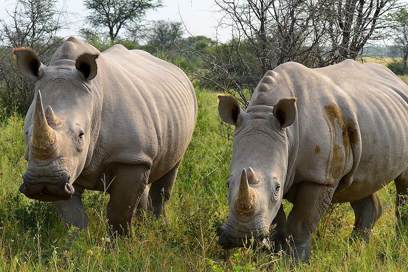 Rhinocéros au Khama Rhino Sanctuary - Botswana
