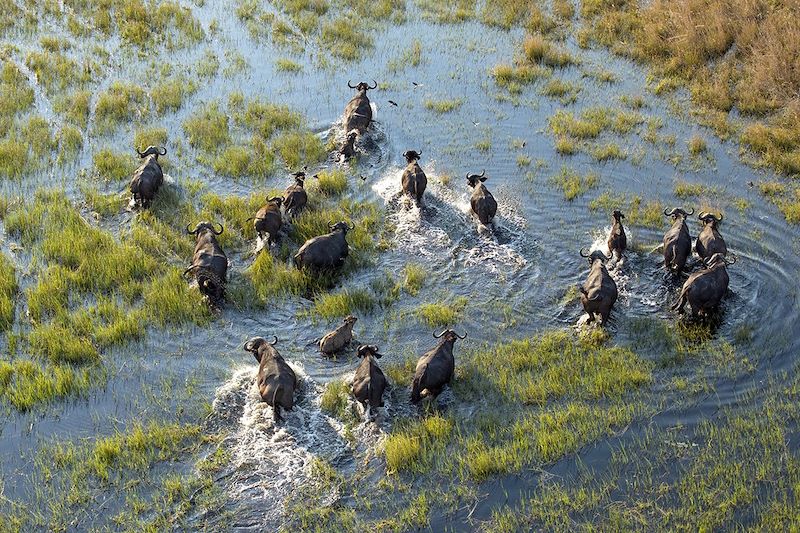 Troupeau de buffles dans le Delta de l'Okavango - Botswana