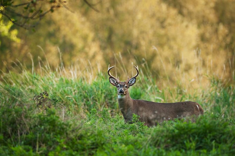 Cerf de Virginie - Québec - Canada