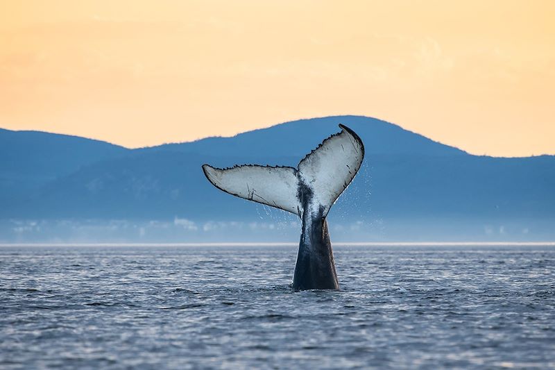 Observation des baleines dans le parc marin du Saguenay–Saint-Laurent - Québec - Canada