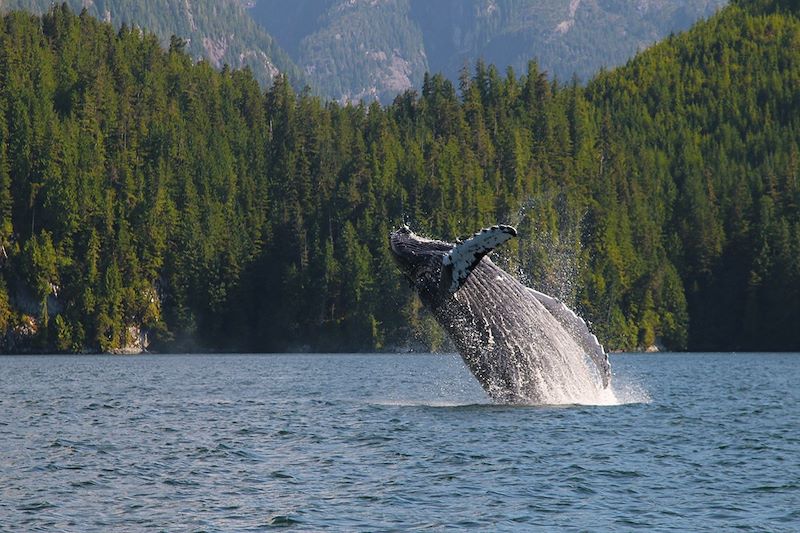 Baleine à bosse - Colombie Britnanique-  Canada