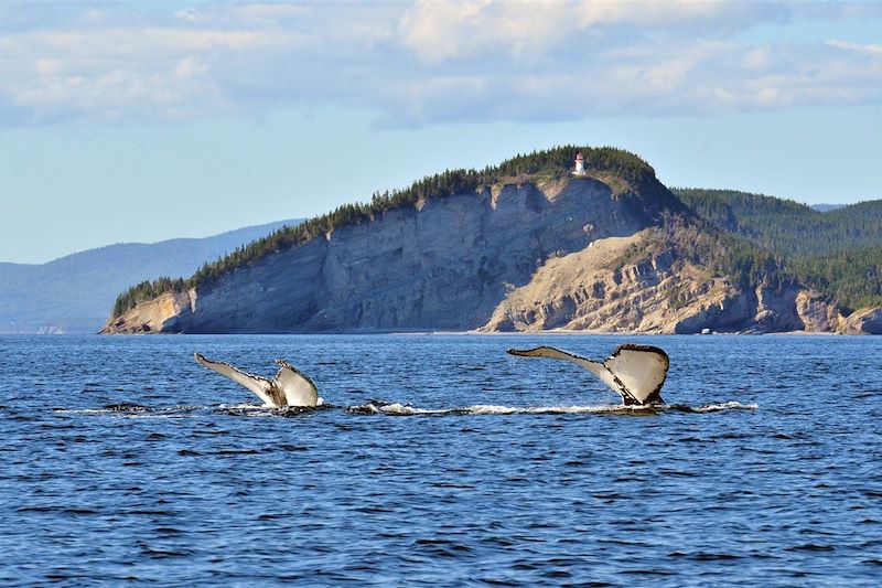 Baleines au large du cap Gaspé, dans le parc national du Canada Forillon - Québec