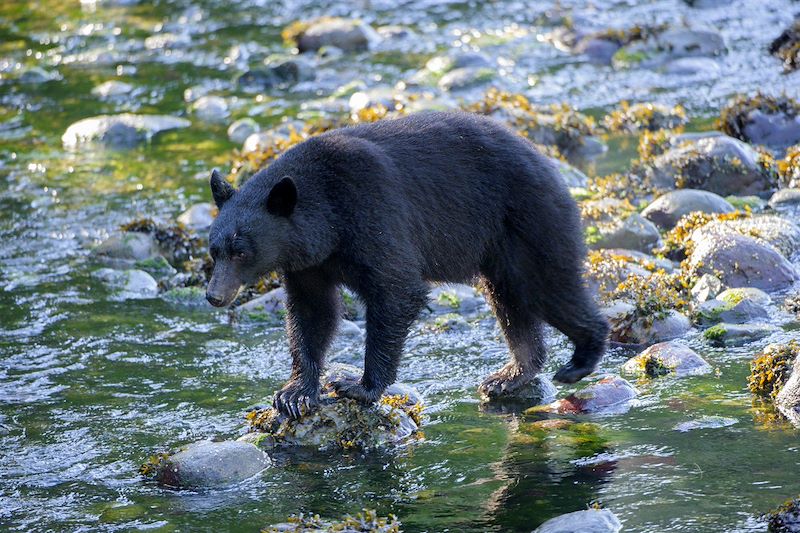 Autotour dans les Rocheuses Canadiennes en famille de Calgary à Vancouver, entre lacs, montagnes et faune sauvage