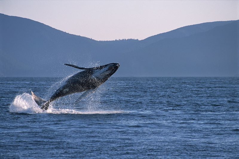 Autotour dans les Rocheuses Canadiennes en famille de Calgary à Vancouver, entre lacs, montagnes et faune sauvage