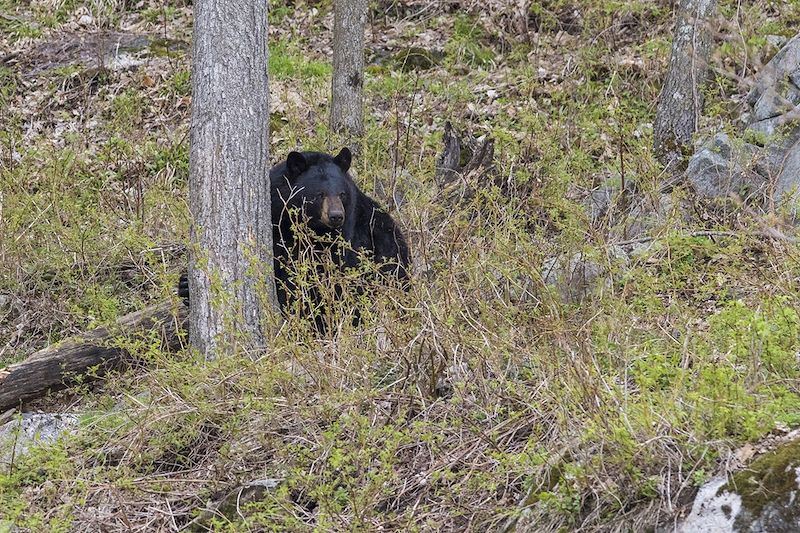 Voyage au Canada et à New-York : parcs du Québec de la Mauricie au Saguenay, observation des baleines et city-break à Big Apple