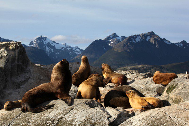 De la Patagonie à Ushuaïa, des randonnées en Terre de Feu, au Fitz Roy et le mythique trek W au parc Torres del Paine !