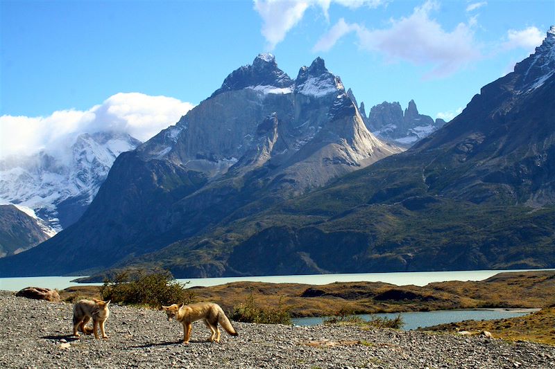 De la Patagonie à Ushuaïa, des randonnées en Terre de Feu, au Fitz Roy et le mythique trek W au parc Torres del Paine !