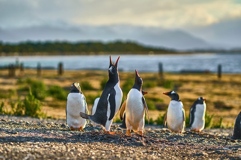 Escapade australe dans le sillage de Magellan, de Buenos Aires à Valparaiso, via Ushuaïa et les parcs du Paine et Glaciares !